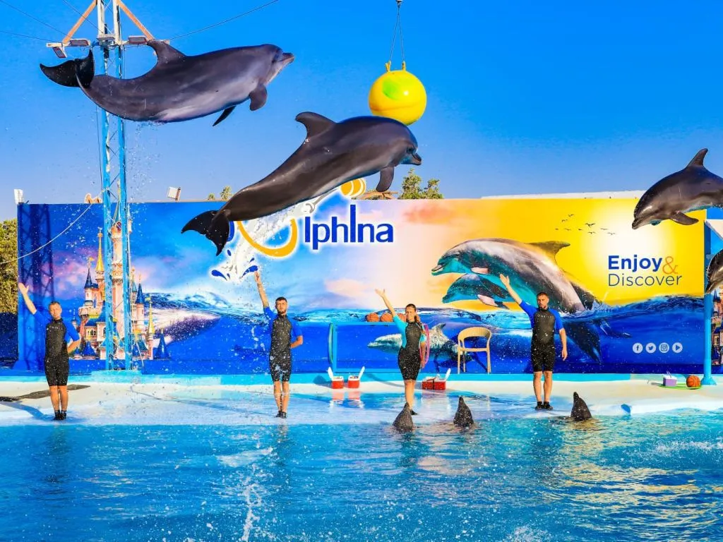 🐬 Dolphin Show Only – Hurghada dolphin-show-in-hurghada.jpg