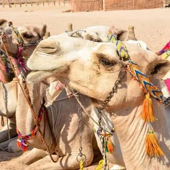 🌄 Bedouin Village Half Day Tour – Hurghada