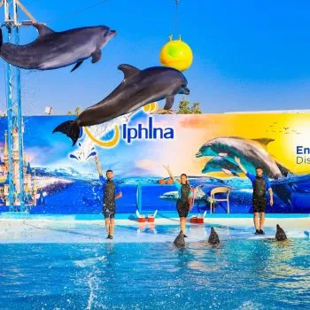 🐬 Dolphin Show Only – Hurghada