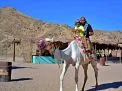 🏍️ Morning Quad Safari – Hurghada morning-quad-safari-hurghada/batch__DSC0671.JPG