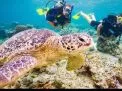 🤿 Scuba Diving Trip – Hurghada scuba-diving-trip-hurghada/Screenshot_2025-07-09-02-03-04-207_com_miui_gallery.jpg