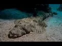🤿 Snorkeling Adventure Trip – Hurghada snorkeling-adventure-trip-hurghada/Screenshot_2025-07-09-02-02-20-989_com_miui_gallery.jpg
