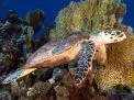 🤿 Snorkeling Adventure Trip – Hurghada snorkeling-adventure-trip-hurghada/Screenshot_2025-07-09-02-03-16-814_com_miui_gallery.jpg