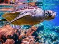 🤿 Snorkeling Adventure Trip – Hurghada snorkeling-adventure-trip-hurghada/Screenshot_2025-07-09-02-03-29-430_com_miui_gallery.jpg