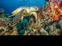 🤿 Snorkeling Adventure Trip – Hurghada snorkeling-adventure-trip-hurghada/Screenshot_2025-07-09-02-03-39-564_com_miui_gallery.jpg