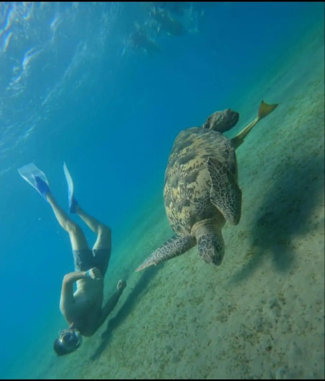 🐢✨ Abu Dabbab Snorkeling Trip – Marsa Alam 🌊🤿 -abu-dabbab-snorkeling-trip-marsa-alam-/IMG-20260702-WA0169.jpg