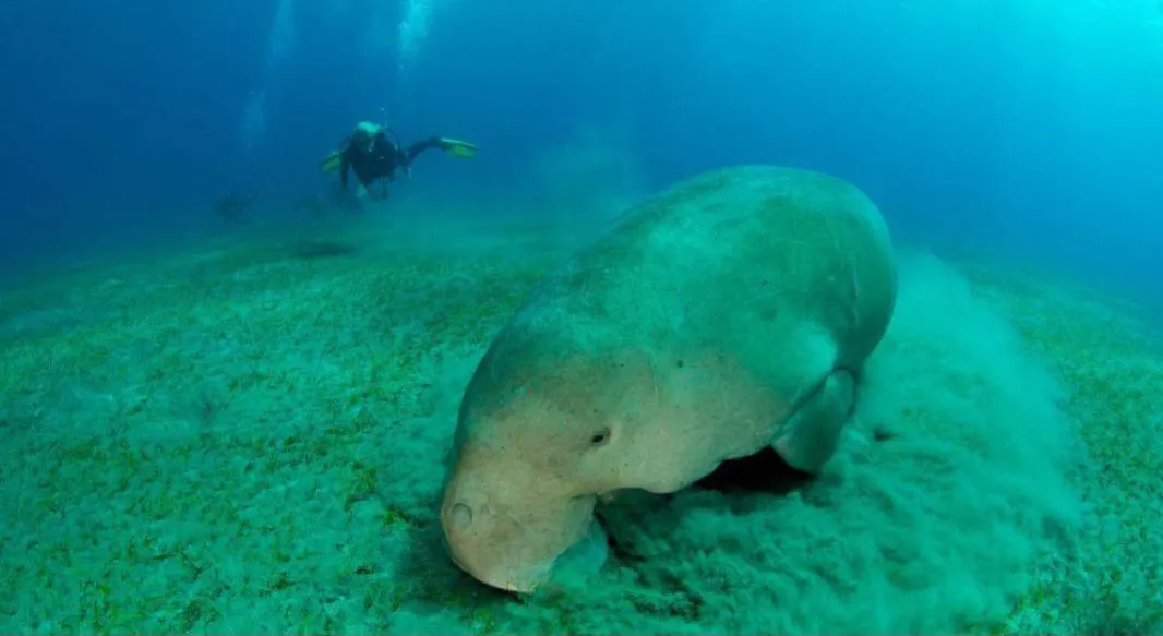 🐢✨ Abu Dabbab Snorkeling Trip – Marsa Alam 🌊🤿 -abu-dabbab-snorkeling-trip-marsa-alam-/IMG-20260702-WA0170.jpg