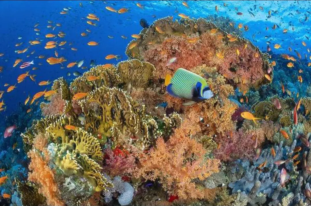 🐢✨ Abu Dabbab Snorkeling Trip – Marsa Alam 🌊🤿 -abu-dabbab-snorkeling-trip-marsa-alam-/IMG-20260702-WA0171.jpg