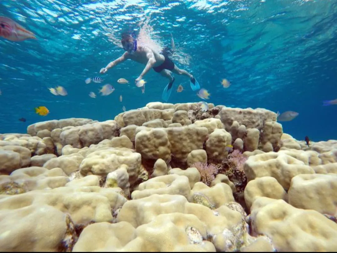 🐢✨ Abu Dabbab Snorkeling Trip – Marsa Alam 🌊🤿 -abu-dabbab-snorkeling-trip-marsa-alam-/IMG-20260702-WA0172.jpg