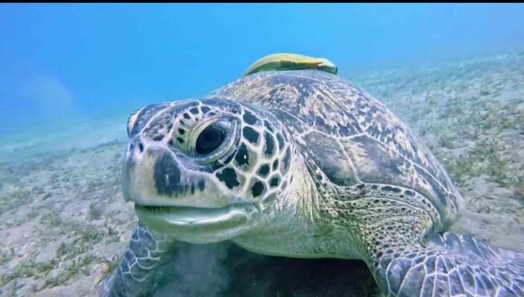 🐢✨ Abu Dabbab Snorkeling Trip – Marsa Alam 🌊🤿 -abu-dabbab-snorkeling-trip-marsa-alam-/IMG-20260702-WA0173.jpg