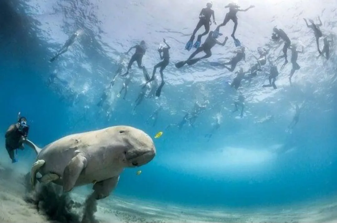 🐢✨ Abu Dabbab Snorkeling Trip – Marsa Alam 🌊🤿 -abu-dabbab-snorkeling-trip-marsa-alam-/IMG-20260702-WA0176.jpg