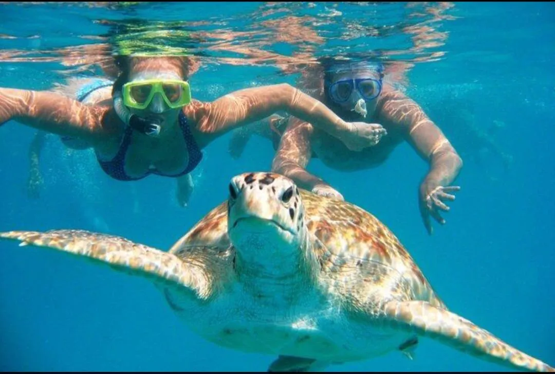 🐢✨ Abu Dabbab Snorkeling Trip – Marsa Alam 🌊🤿 -abu-dabbab-snorkeling-trip-marsa-alam-/IMG-20260702-WA0177.jpg