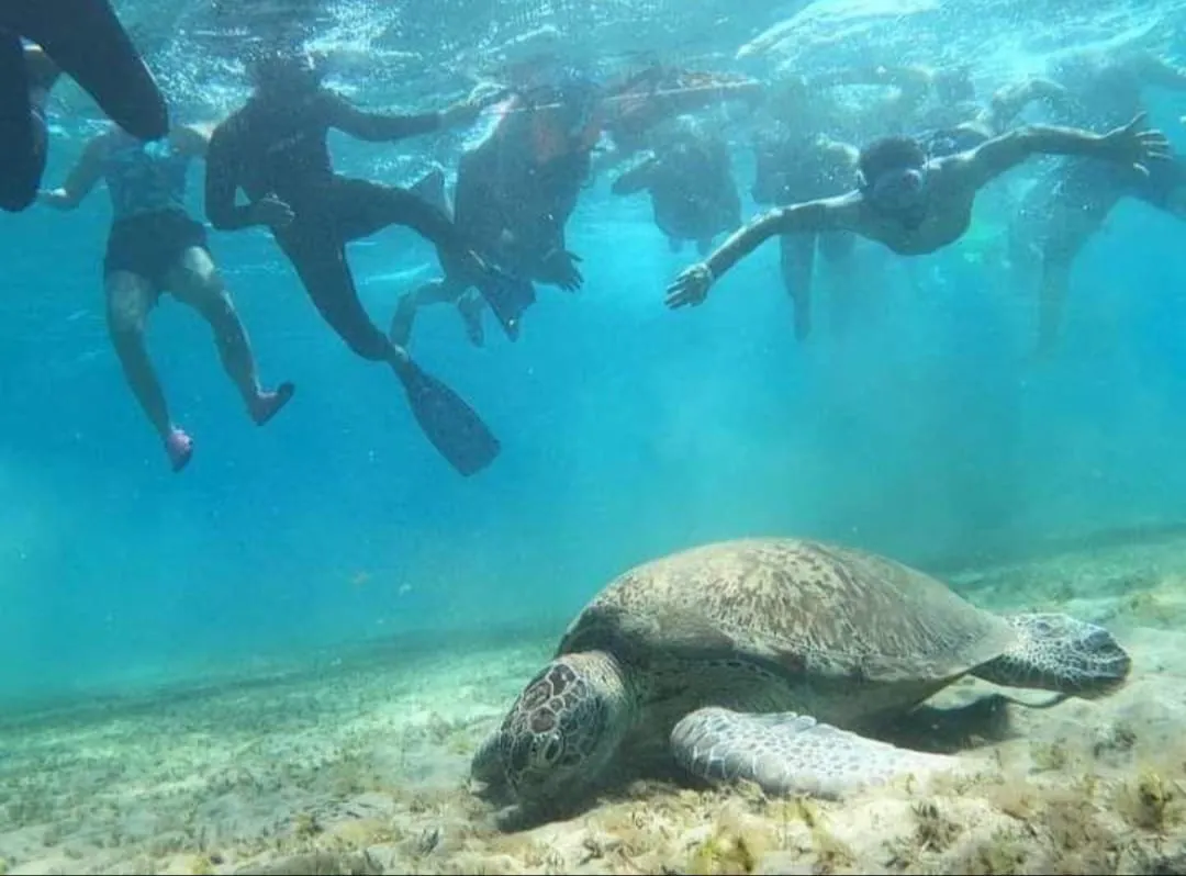 🐢✨ Abu Dabbab Snorkeling Trip – Marsa Alam 🌊🤿 -abu-dabbab-snorkeling-trip-marsa-alam-/IMG-20260702-WA0178.jpg