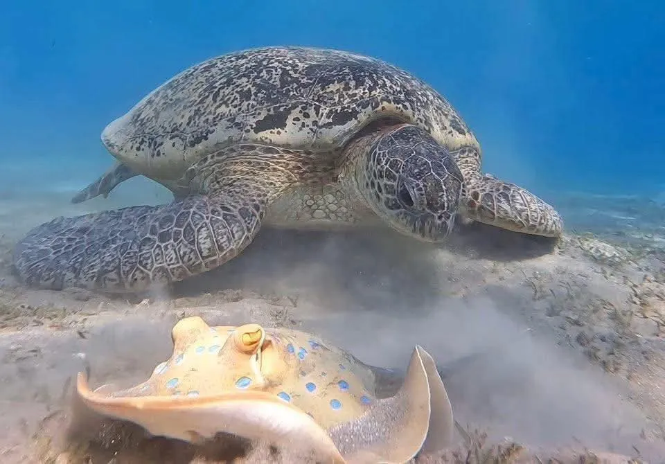 🐢✨ Abu Dabbab Snorkeling Trip – Marsa Alam 🌊🤿 -abu-dabbab-snorkeling-trip-marsa-alam-/IMG-20260702-WA0180.jpg
