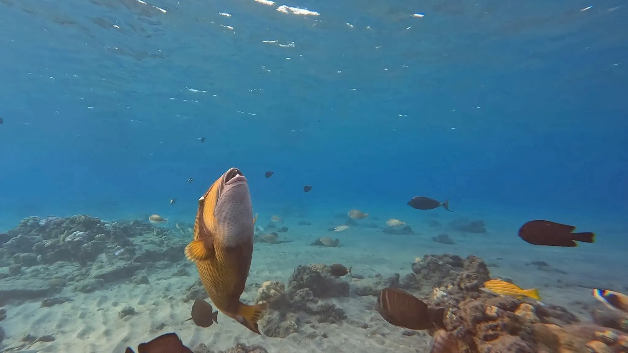 🐢✨ Abu Dabbab Snorkeling Trip – Marsa Alam 🌊🤿 -abu-dabbab-snorkeling-trip-marsa-alam-/IMG-20260702-WA0182.jpg
