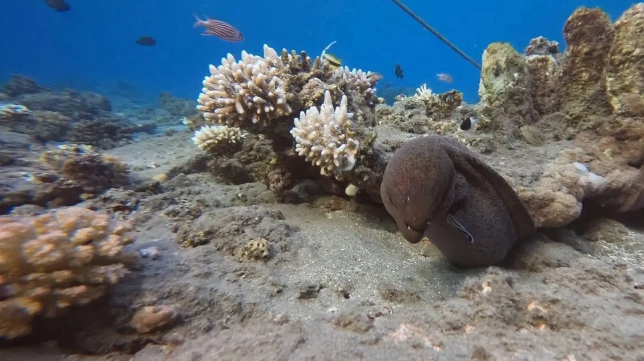 🐢✨ Abu Dabbab Snorkeling Trip – Marsa Alam 🌊🤿 -abu-dabbab-snorkeling-trip-marsa-alam-/IMG-20260702-WA0183.jpg