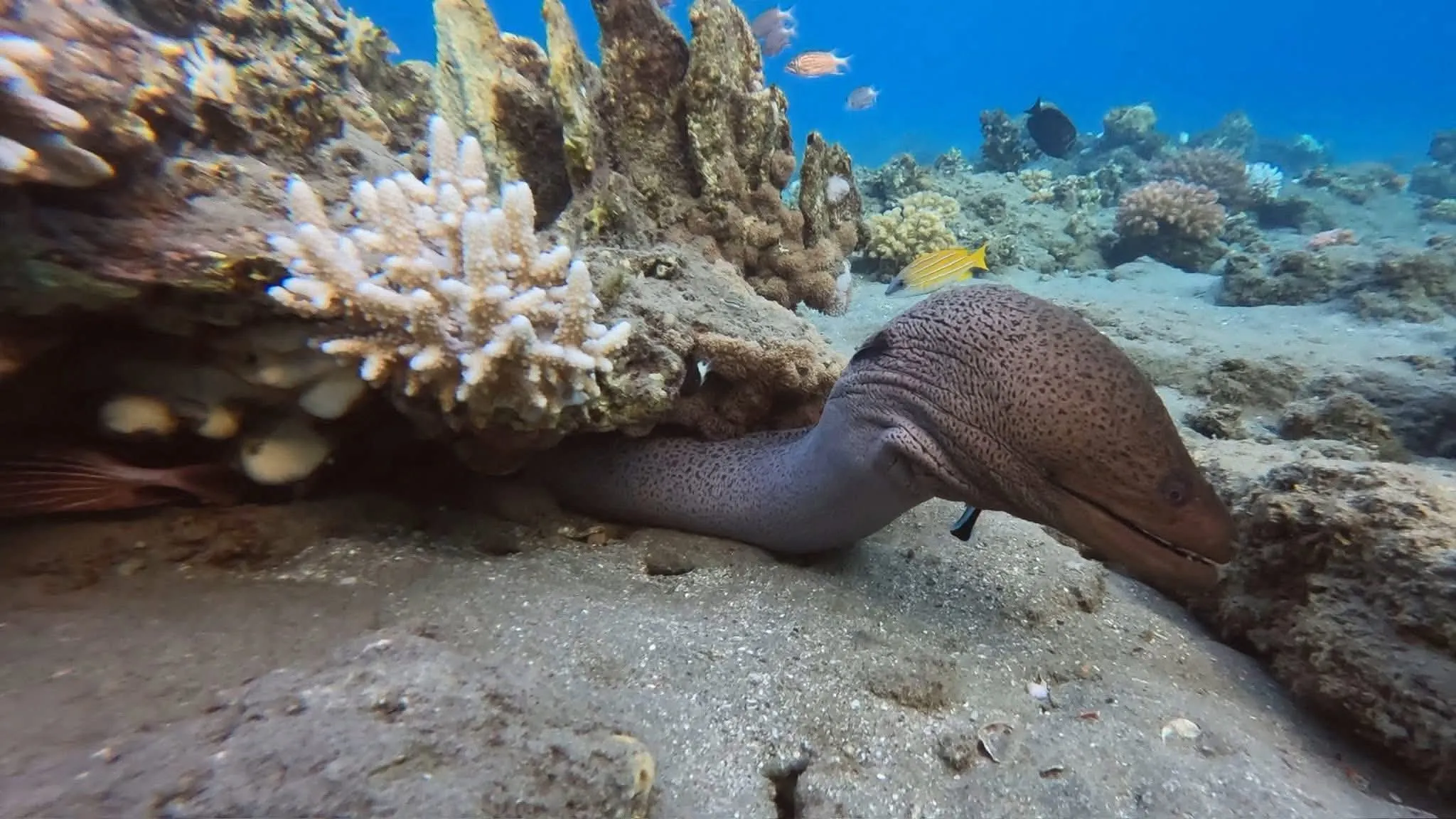 🐢✨ Abu Dabbab Snorkeling Trip – Marsa Alam 🌊🤿 -abu-dabbab-snorkeling-trip-marsa-alam-/IMG-20260702-WA0184.jpg