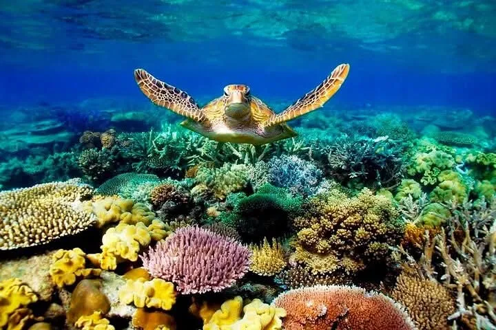 🐢✨ Abu Dabbab Snorkeling Trip – Marsa Alam 🌊🤿 -abu-dabbab-snorkeling-trip-marsa-alam-/IMG-20260702-WA0186.jpg