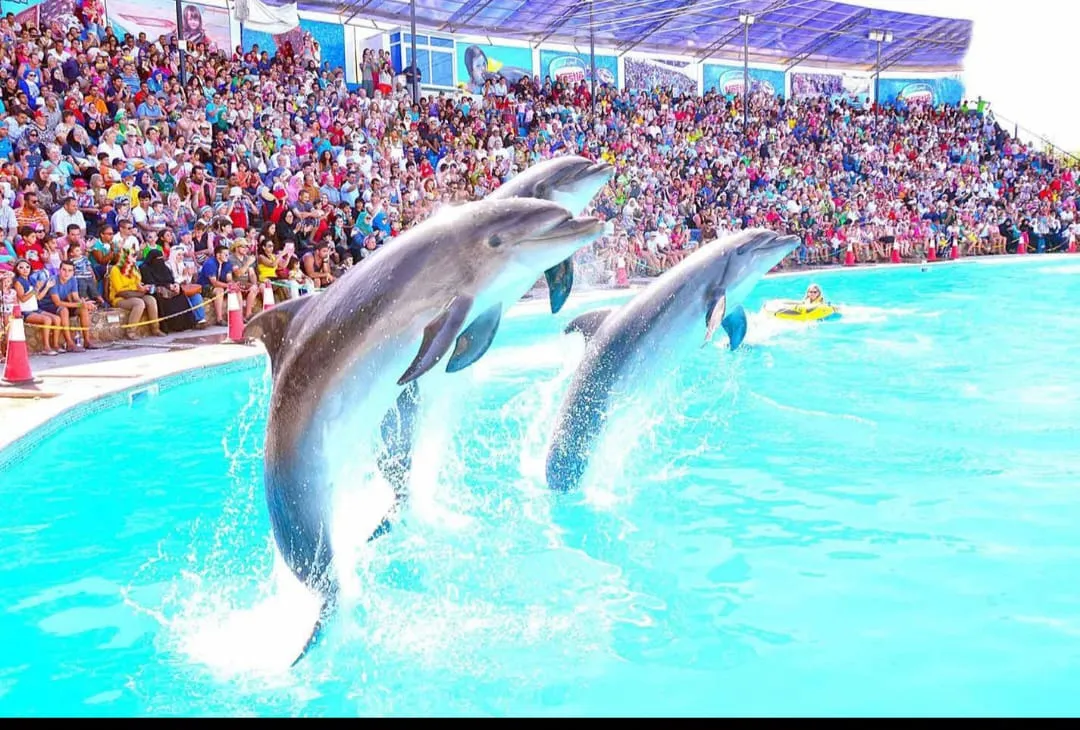 ⏰🐬 Dolphin Show – Tour Duration -dolphin-show-tour-duration/IMG-20260704-WA0080.jpg