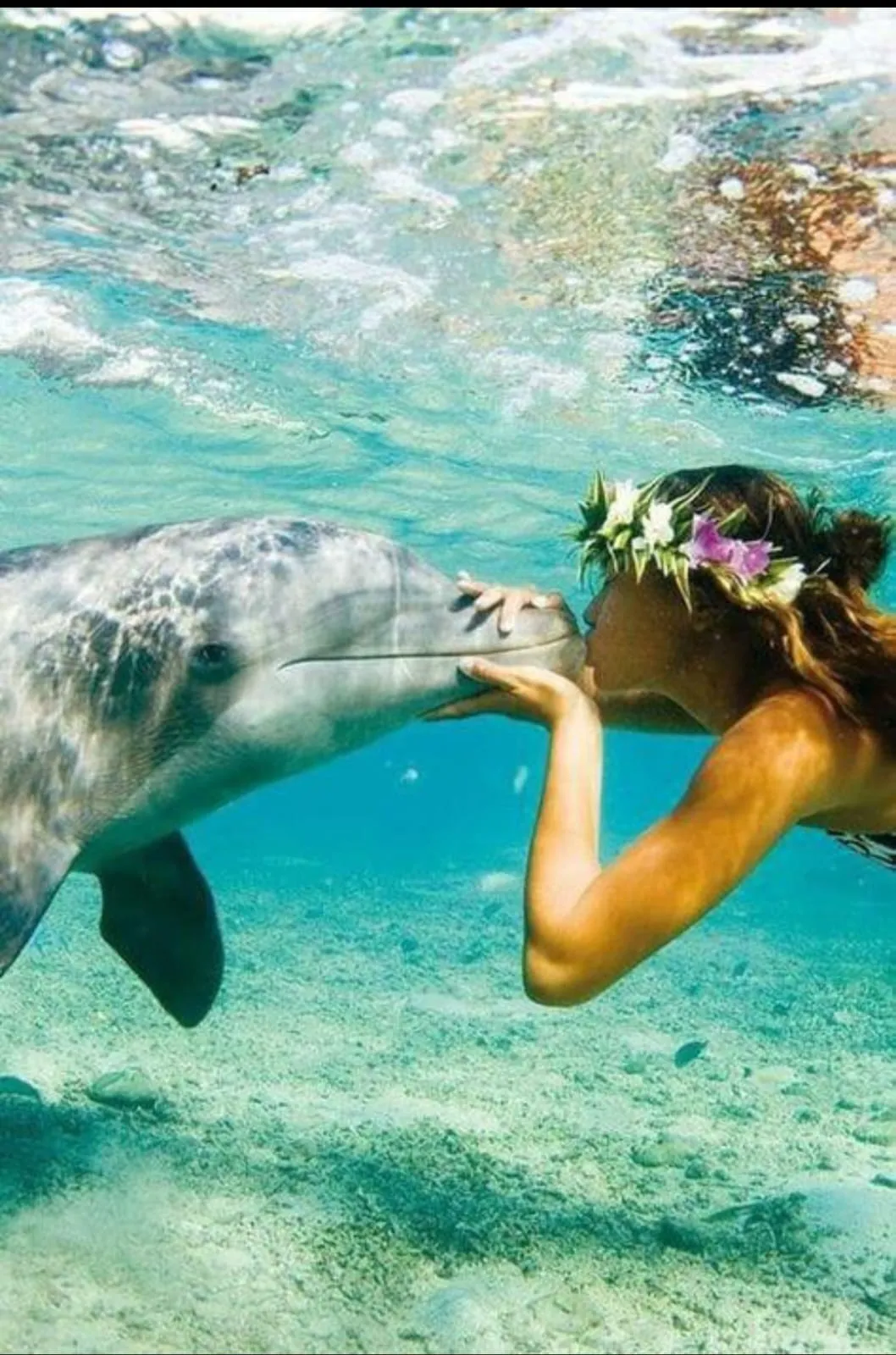 🐬🏊 Dolphin Swimming Experience