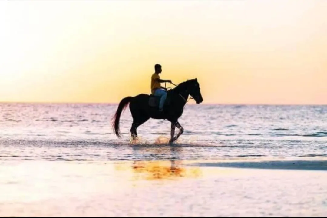 🐎✨ Horse Riding Adventure -horse-riding-adventure/IMG-20260704-WA0111.jpg