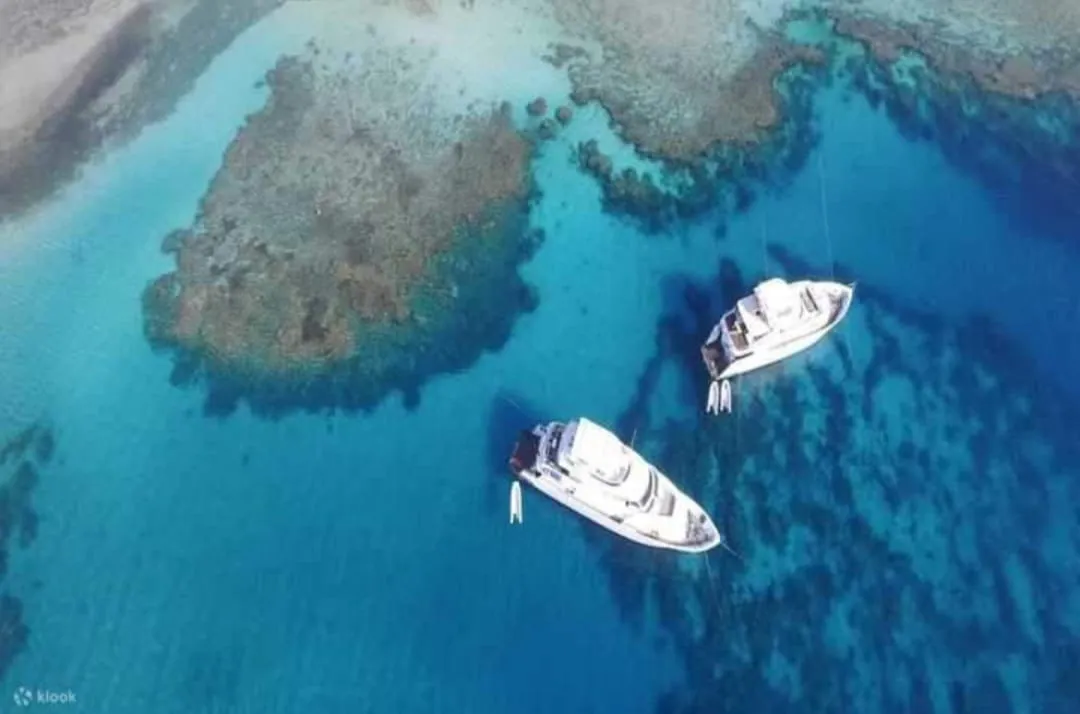 🐬✨ Sataya Dolphin Reef Trip – Marsa Alam 🌊🏝️ -sataya-dolphin-reef-trip-marsa-alam-/IMG-20260702-WA0146.jpg