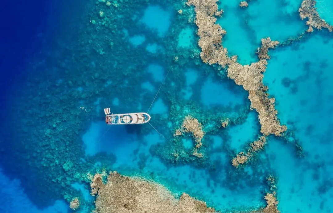 🐬✨ Sataya Dolphin Reef Trip – Marsa Alam 🌊🏝️ -sataya-dolphin-reef-trip-marsa-alam-/IMG-20260702-WA0150.jpg