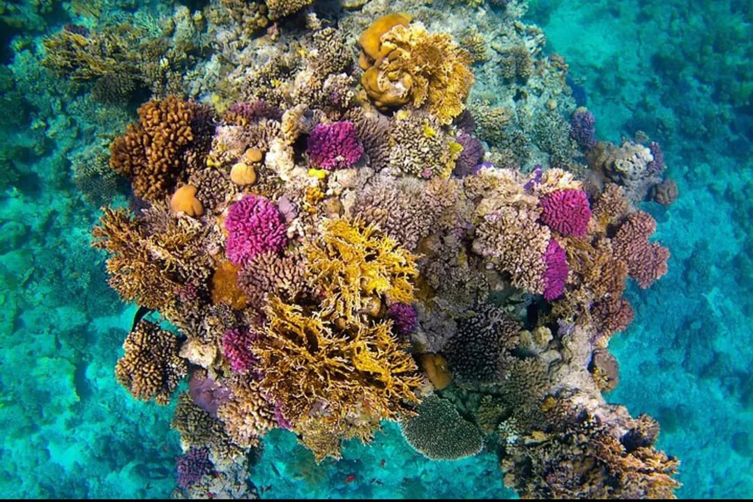 🐬✨ Sataya Dolphin Reef Trip – Marsa Alam 🌊🏝️ -sataya-dolphin-reef-trip-marsa-alam-/IMG-20260702-WA0155.jpg