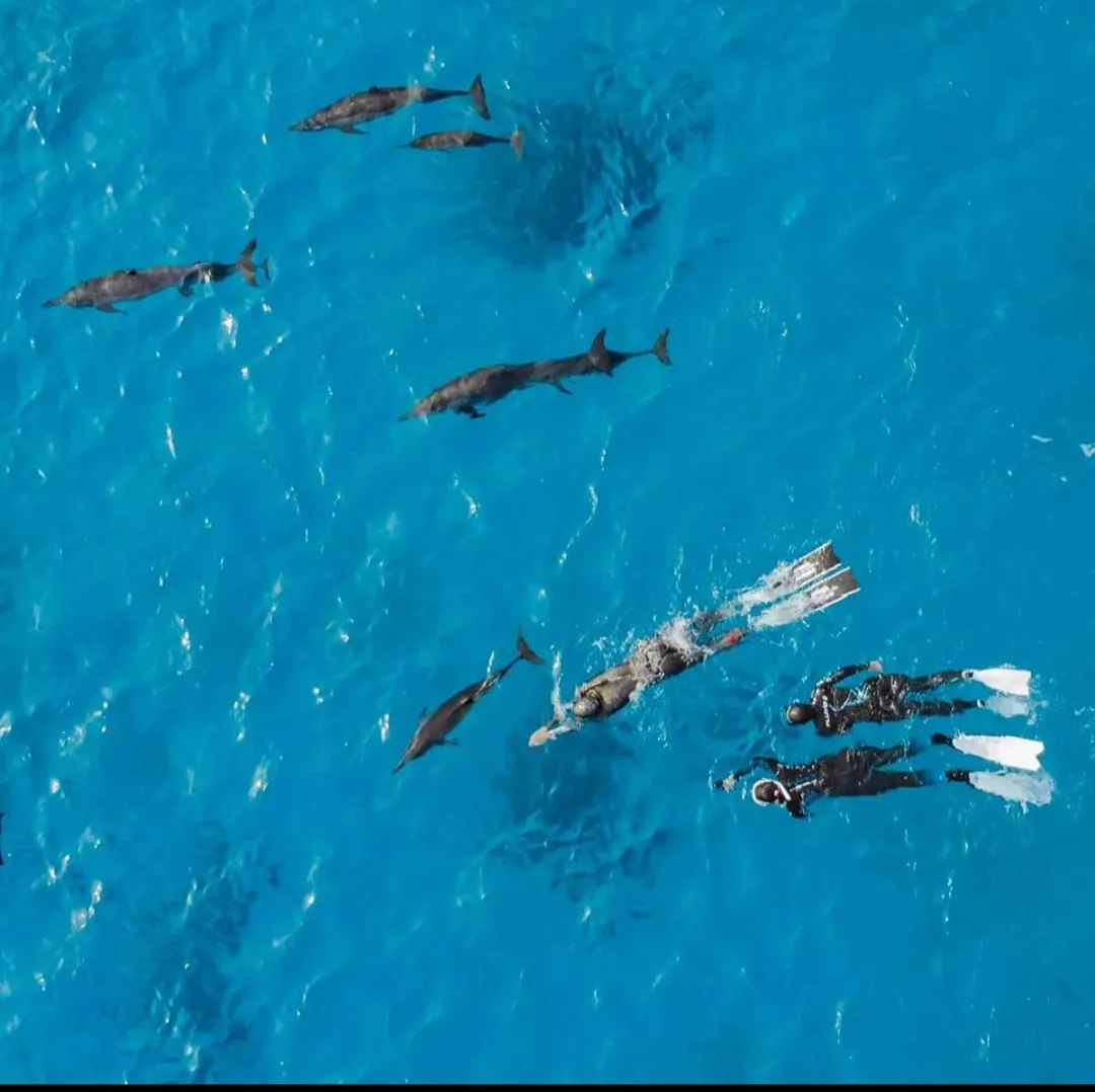 🐬✨ Sataya Dolphin Reef Trip – Marsa Alam 🌊🏝️ -sataya-dolphin-reef-trip-marsa-alam-/IMG-20260702-WA0156.jpg