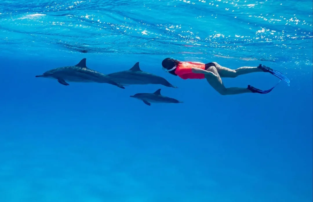 🐬✨ Sataya Dolphin Reef Trip – Marsa Alam 🌊🏝️ -sataya-dolphin-reef-trip-marsa-alam-/IMG-20260702-WA0157.jpg