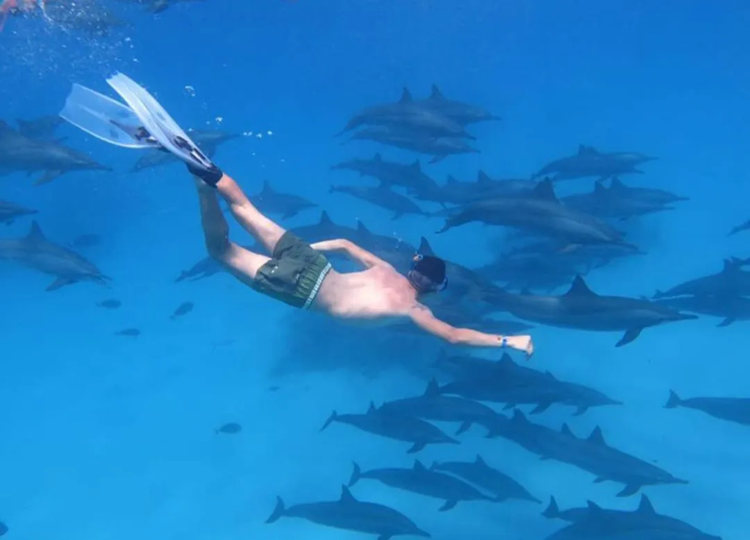 🐬✨ Sataya Dolphin Reef Trip – Marsa Alam 🌊🏝️ -sataya-dolphin-reef-trip-marsa-alam-/IMG-20260702-WA0158.jpg