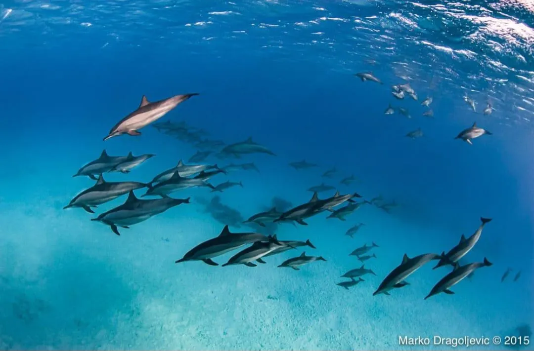 🐬✨ Sataya Dolphin Reef Trip – Marsa Alam 🌊🏝️ -sataya-dolphin-reef-trip-marsa-alam-/IMG-20260702-WA0159.jpg