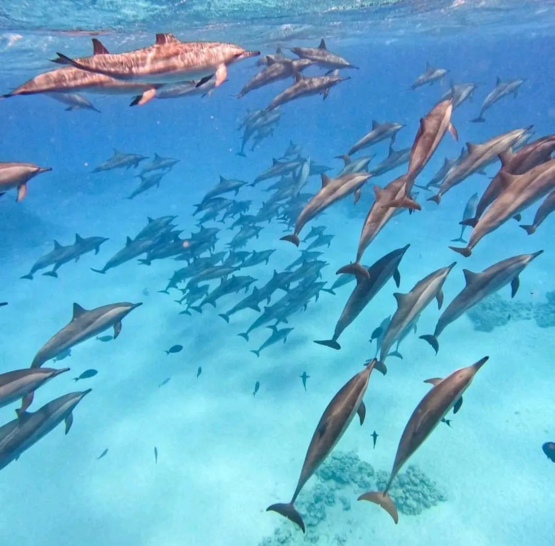 🐬✨ Sataya Dolphin Reef Trip – Marsa Alam 🌊🏝️ -sataya-dolphin-reef-trip-marsa-alam-/IMG-20260702-WA0162.jpg