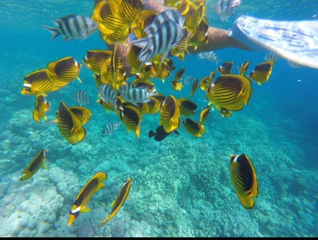 🐬✨ Sataya Dolphin Reef Trip – Marsa Alam 🌊🏝️ -sataya-dolphin-reef-trip-marsa-alam-/IMG-20260702-WA0163.jpg