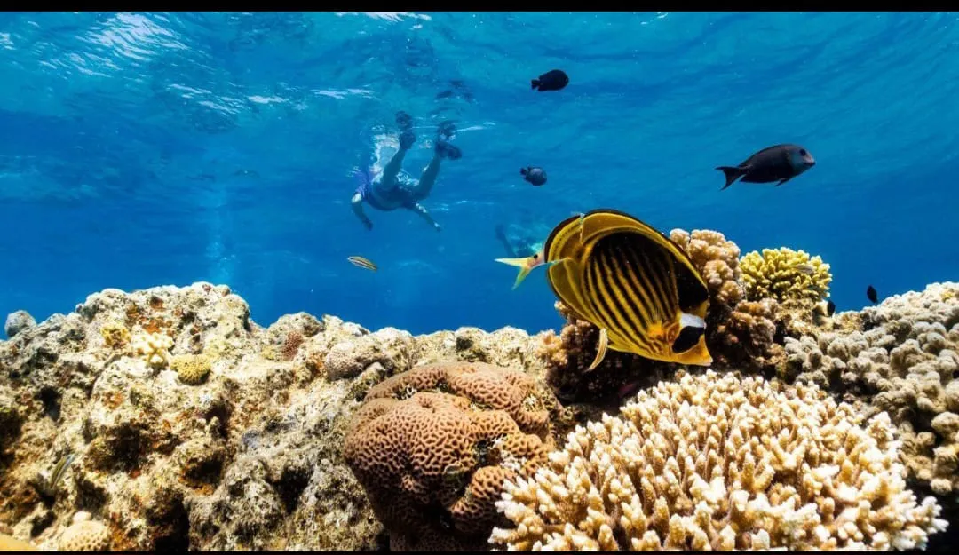 🐬✨ Sataya Dolphin Reef Trip – Marsa Alam 🌊🏝️ -sataya-dolphin-reef-trip-marsa-alam-/IMG-20260702-WA0164.jpg