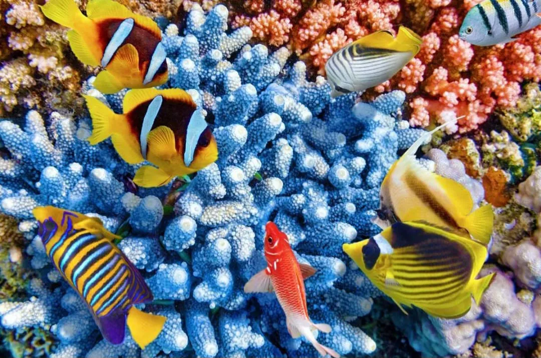🐬✨ Sataya Dolphin Reef Trip – Marsa Alam 🌊🏝️ -sataya-dolphin-reef-trip-marsa-alam-/IMG-20260702-WA0165.jpg