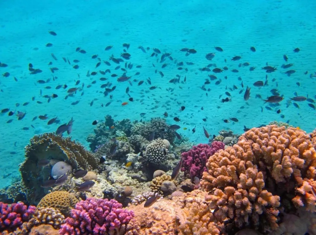 🐬✨ Sataya Dolphin Reef Trip – Marsa Alam 🌊🏝️ -sataya-dolphin-reef-trip-marsa-alam-/IMG-20260702-WA0166.jpg