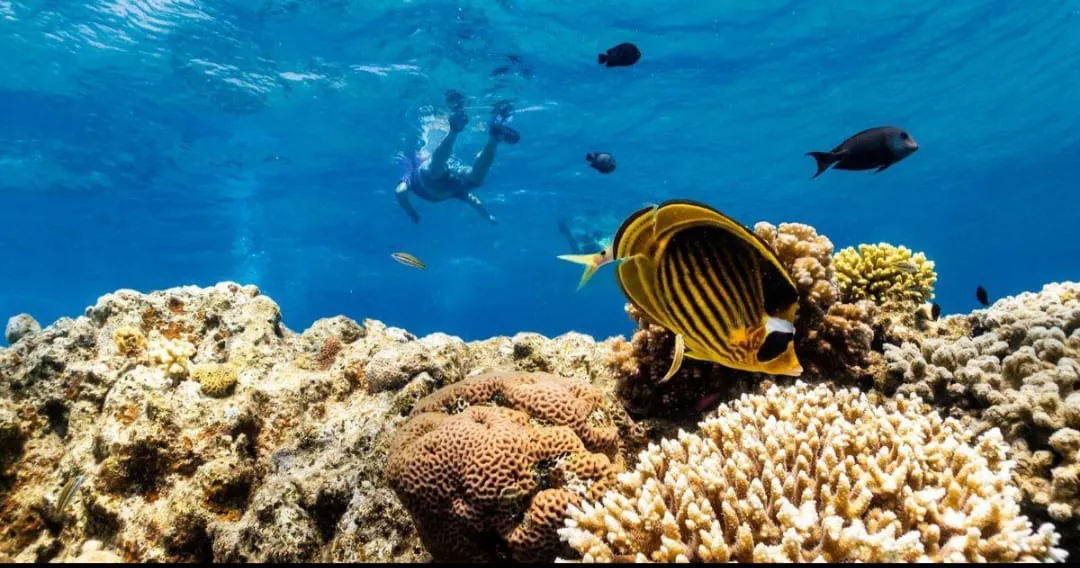 🐬✨ Sataya Dolphin Reef Trip – Marsa Alam 🌊🏝️ -sataya-dolphin-reef-trip-marsa-alam-/IMG-20260702-WA0167.jpg