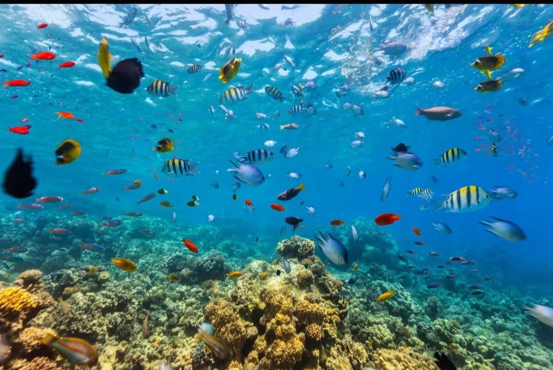 🤿 Sharm El Sheikh Tour Intro Diving Experience -sharm-el-sheikh-tour-intro-diving-experience/IMG-20260703-WA0191.jpg