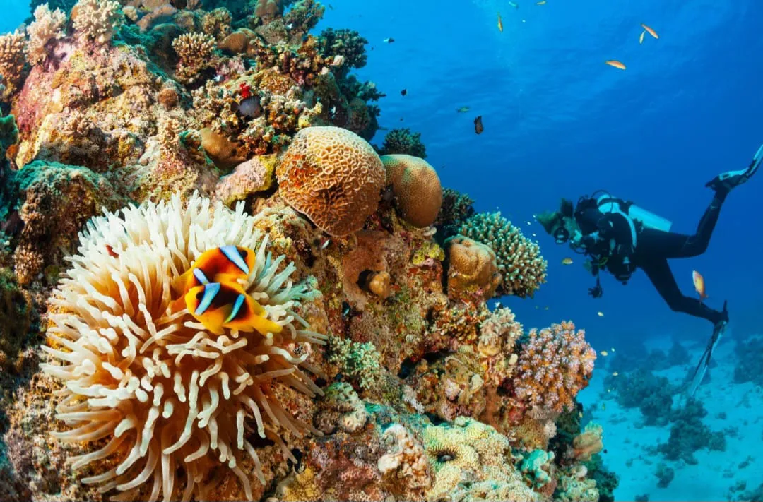 🤿 Sharm El Sheikh Tour Intro Diving Experience -sharm-el-sheikh-tour-intro-diving-experience/IMG-20260703-WA0195.jpg