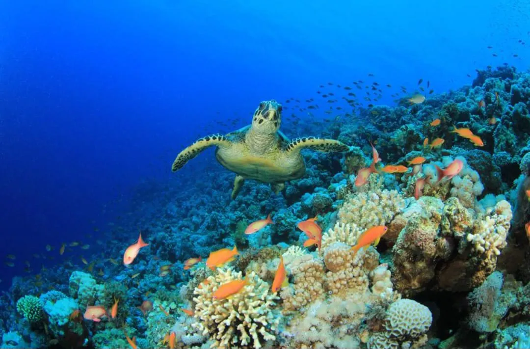 🤿 Sharm El Sheikh Tour Intro Diving Experience -sharm-el-sheikh-tour-intro-diving-experience/IMG-20260703-WA0196.jpg