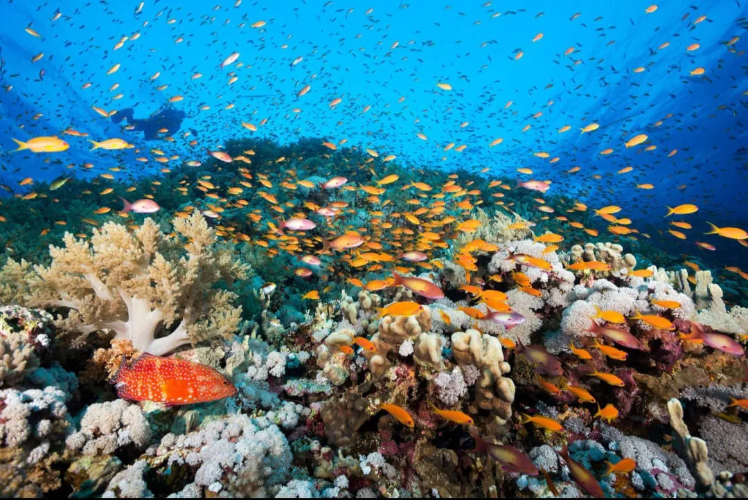 🤿 Sharm El Sheikh Tour Intro Diving Experience -sharm-el-sheikh-tour-intro-diving-experience/IMG-20260703-WA0197.jpg