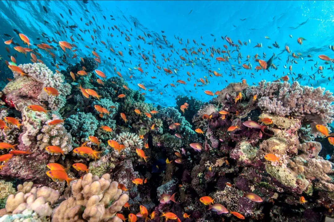 🤿 Sharm El Sheikh Tour Intro Diving Experience -sharm-el-sheikh-tour-intro-diving-experience/IMG-20260703-WA0198.jpg