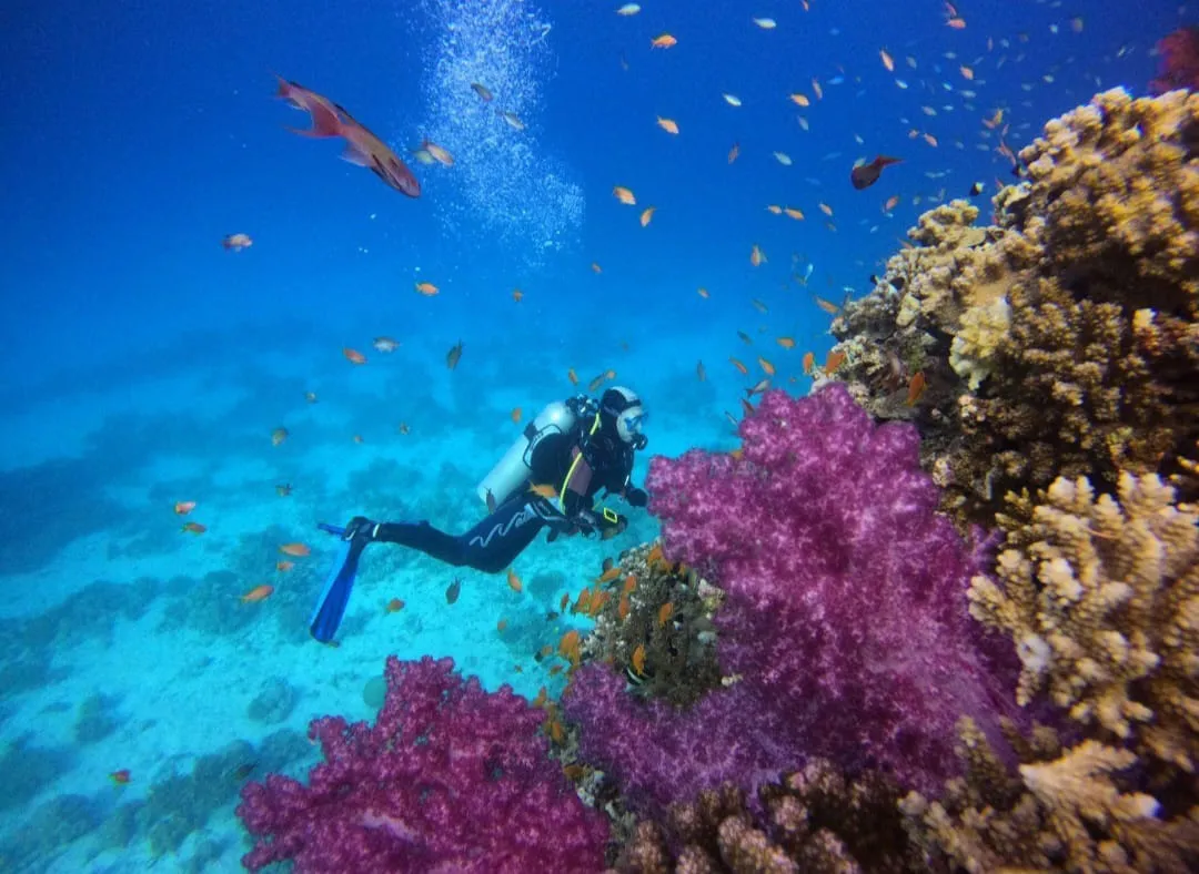 🤿 Sharm El Sheikh Tour Intro Diving Experience -sharm-el-sheikh-tour-intro-diving-experience/IMG-20260703-WA0199.jpg