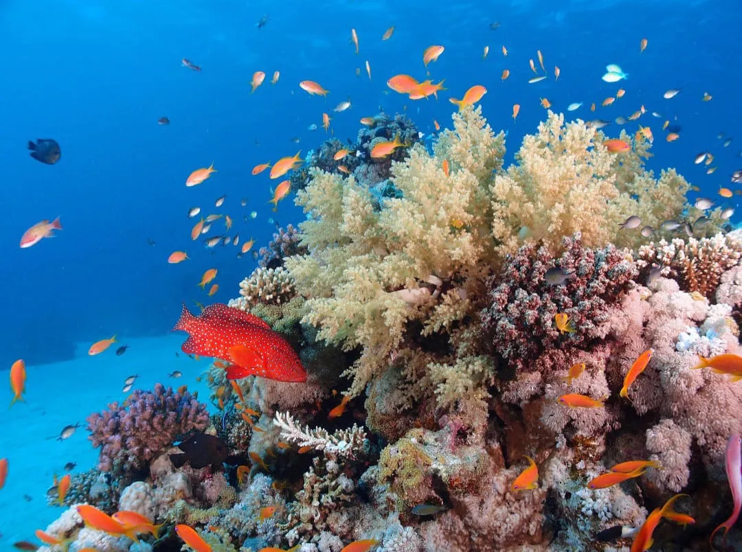 🤿 Sharm El Sheikh Tour Intro Diving Experience -sharm-el-sheikh-tour-intro-diving-experience/IMG-20260703-WA0202.jpg