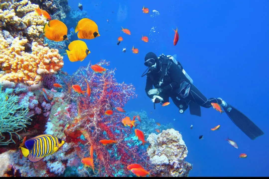 🤿 Sharm El Sheikh Tour Intro Diving Experience -sharm-el-sheikh-tour-intro-diving-experience/IMG-20260703-WA0203.jpg