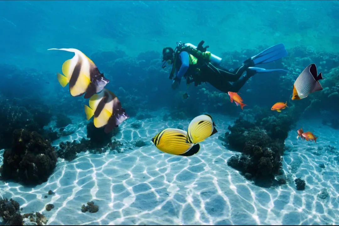 🤿 Sharm El Sheikh Tour Intro Diving Experience -sharm-el-sheikh-tour-intro-diving-experience/IMG-20260703-WA0210.jpg