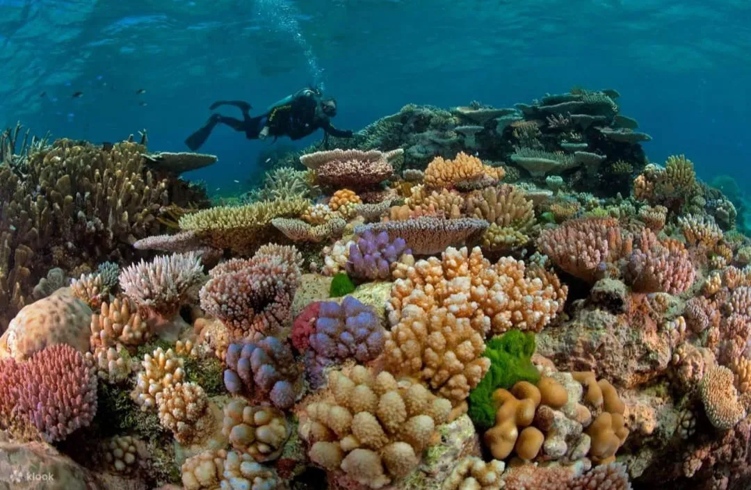 🤿 Sharm El Sheikh Tour Intro Diving Experience -sharm-el-sheikh-tour-intro-diving-experience/IMG-20260703-WA0211.jpg