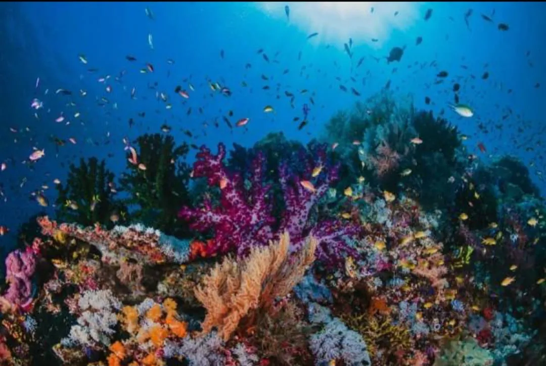 🏝️ Sharm El Sheikh Tour Tiran Island Snorkeling & Luxury Yacht Experience -sharm-el-sheikh-tour-tiran-island-snorkeling-luxury-yacht-experience/IMG-20260704-WA0013.jpg