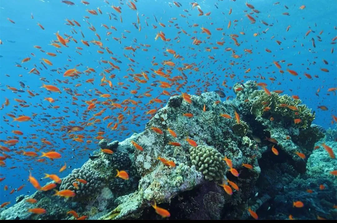 🏝️ Sharm El Sheikh Tour Tiran Island Snorkeling & Luxury Yacht Experience -sharm-el-sheikh-tour-tiran-island-snorkeling-luxury-yacht-experience/IMG-20260704-WA0014.jpg